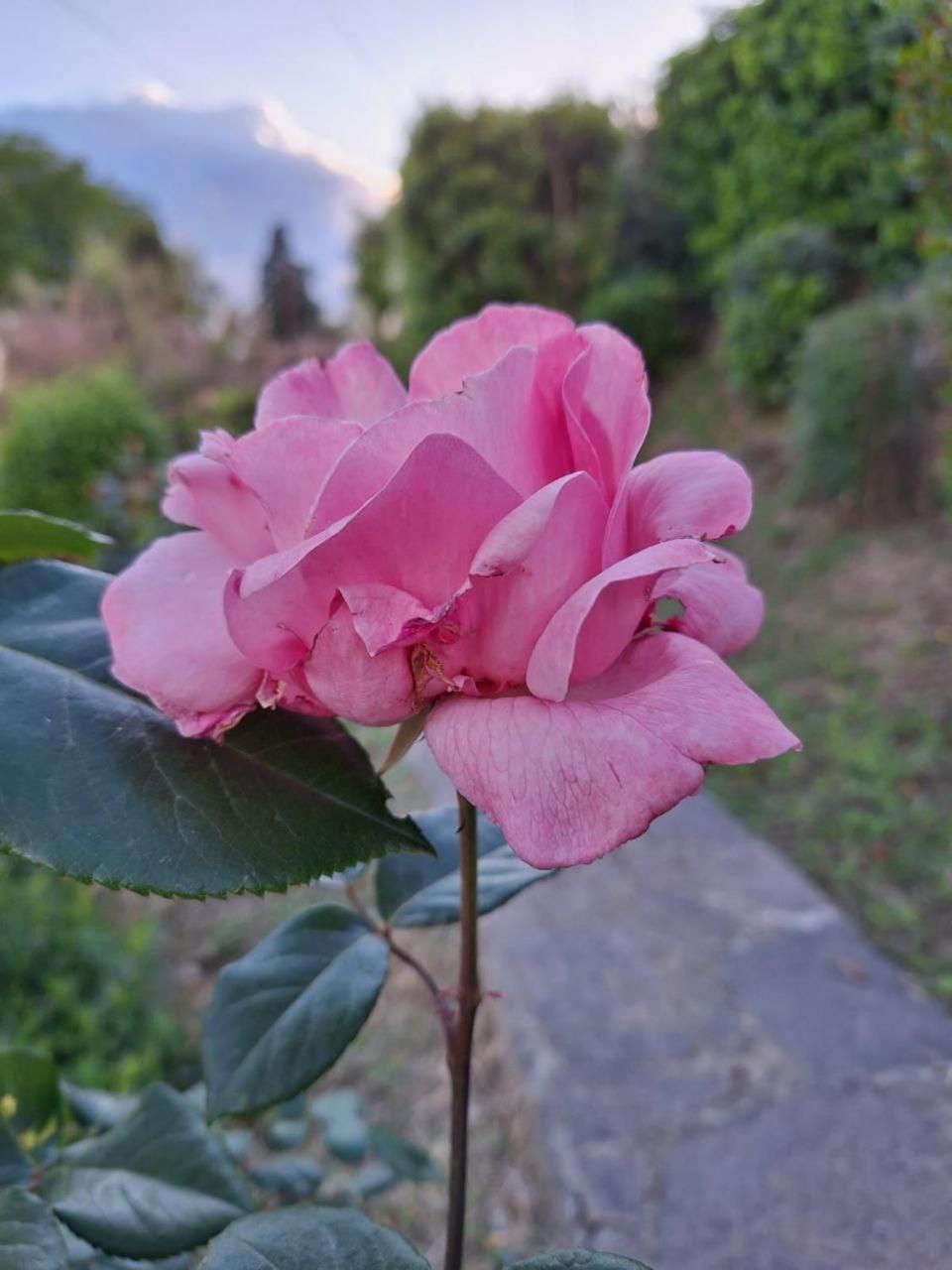 B&B Le rose di Paola Santa Maria a Monte Esterno foto