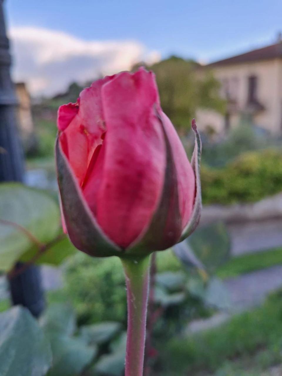 B&B Le rose di Paola Santa Maria a Monte Esterno foto