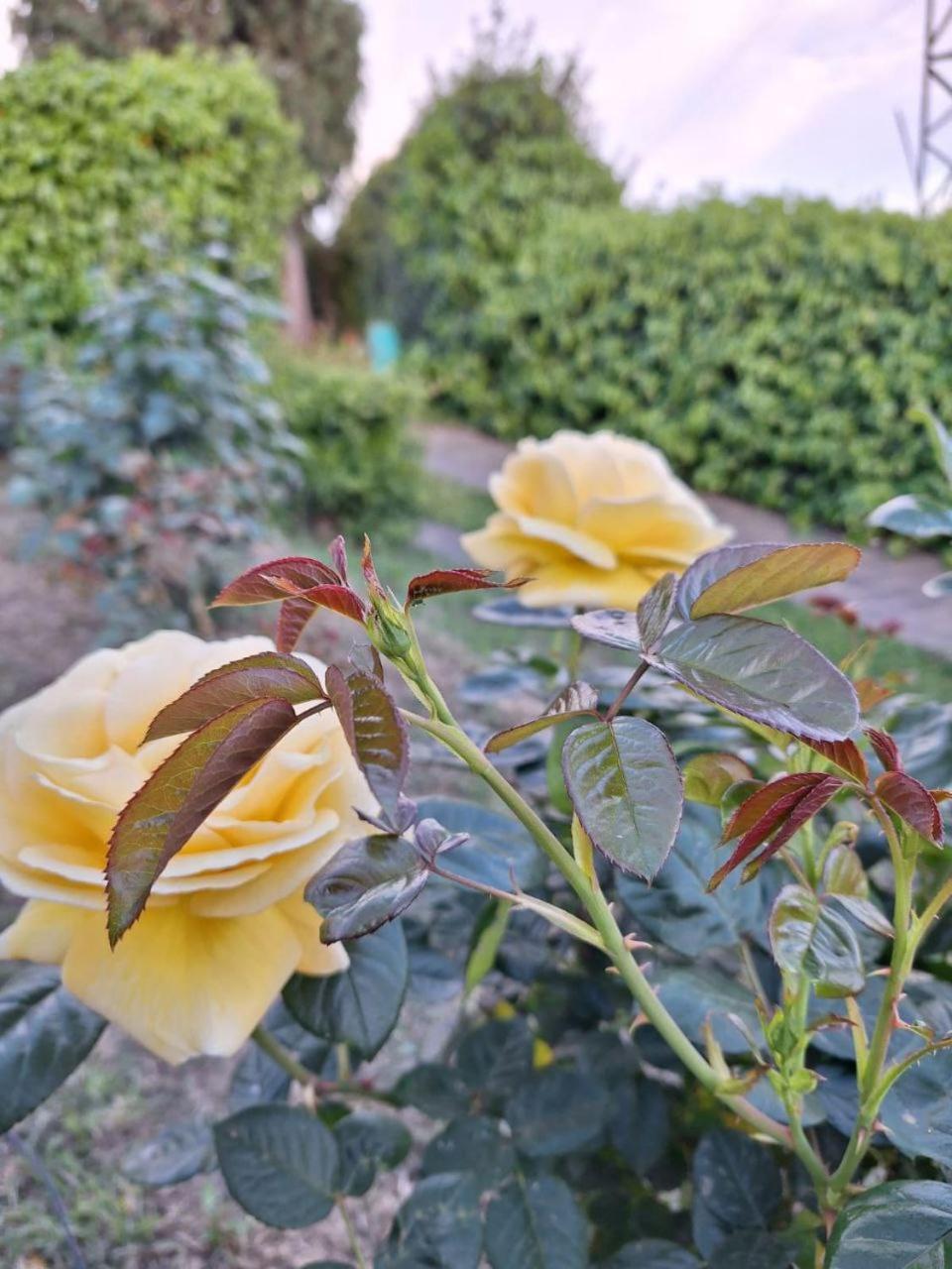 B&B Le rose di Paola Santa Maria a Monte Esterno foto